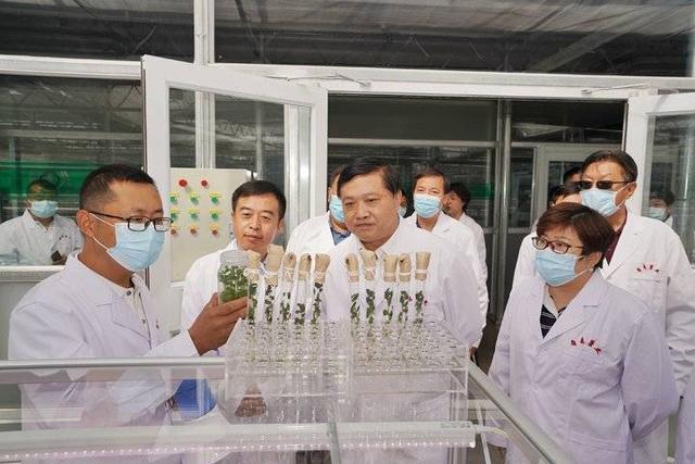 省科技廳廳長唐波赴希森馬鈴薯集團內蒙古基地調研 強調農業科研創新與試驗發展